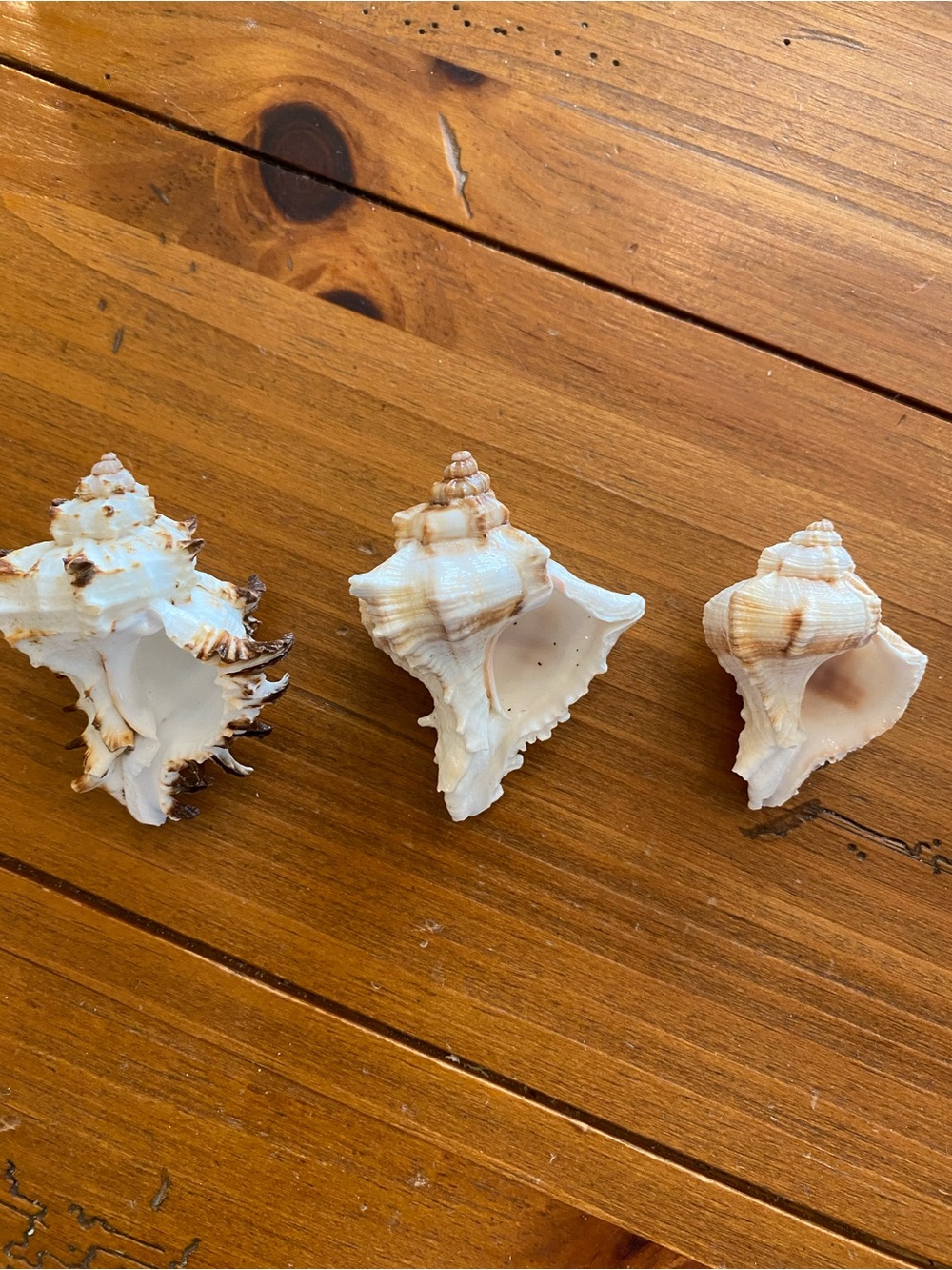 Seashell bundle - Picture 6 of 8